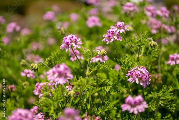 Obraz ローズゼラニウム