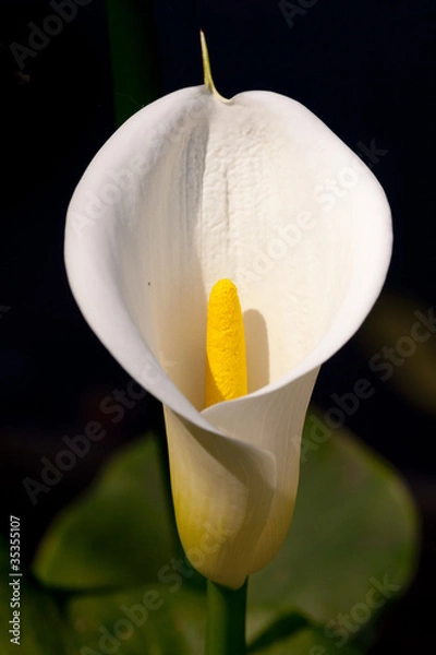 Fototapeta Copo de Leite