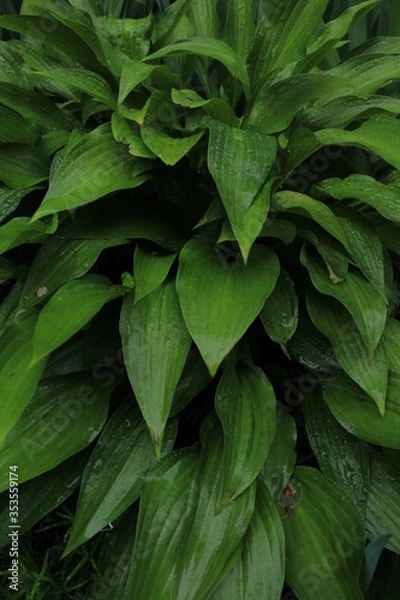 Fototapeta green leaves background