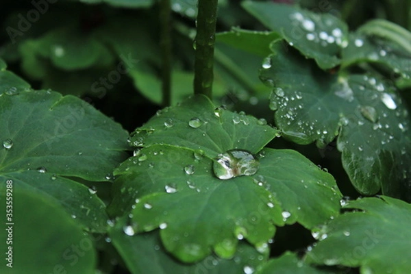 Fototapeta water drops on a leaf