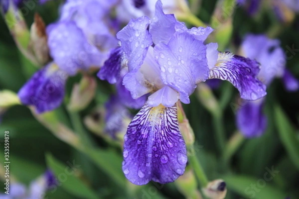 Fototapeta purple iris flower