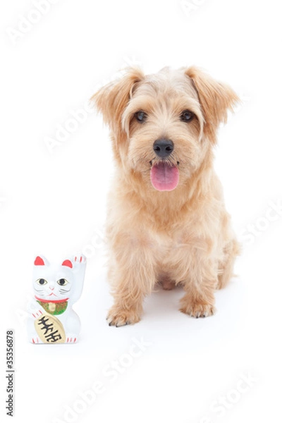 Obraz ノーフォークテリアと招き猫