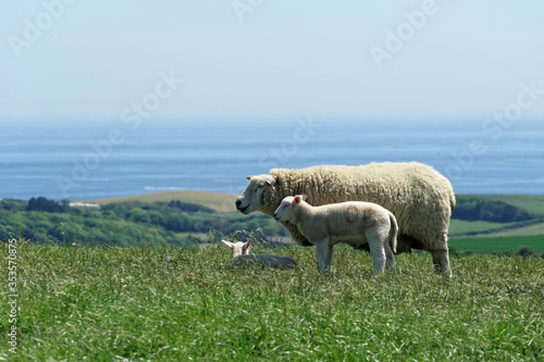 Obraz Sheep with a View