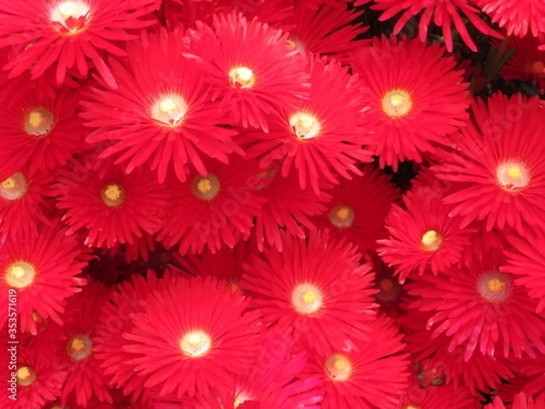 Obraz 花壇　黒目川