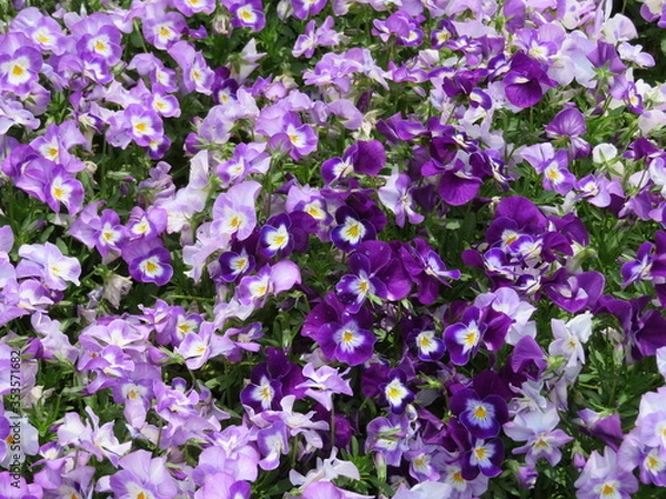 Obraz 花壇　黒目川