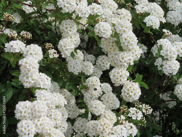 Obraz 花壇　黒目川