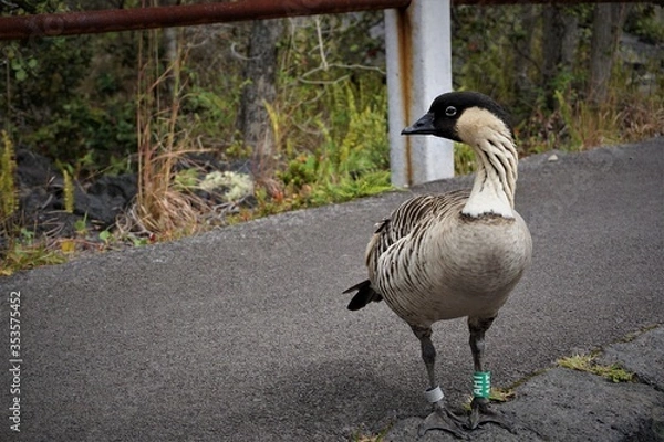 Obraz Curious Hawaiian goose, nene, on Big Island, Hawaii.