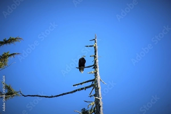 Obraz Bald eagle on tree at the coast of Vancouver Island, near Tofino.