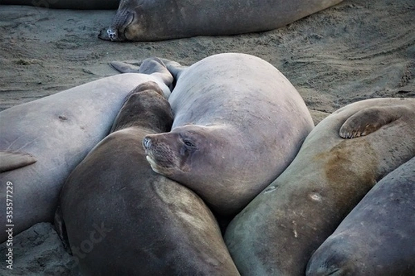 Obraz Elephant Seals at a west coast beach.