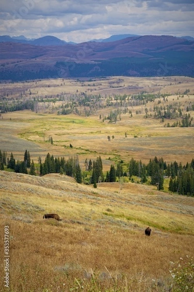Obraz Bisons in Yellostone National Park