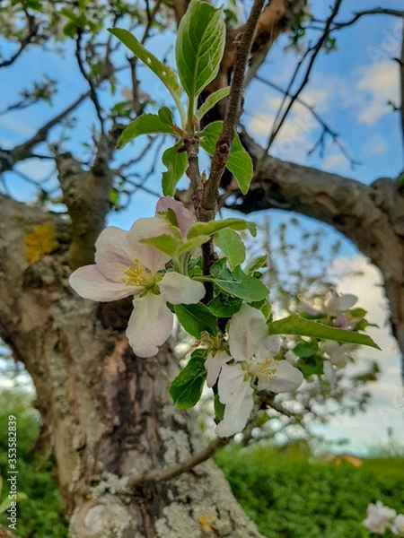 Fototapeta Apfelbaum