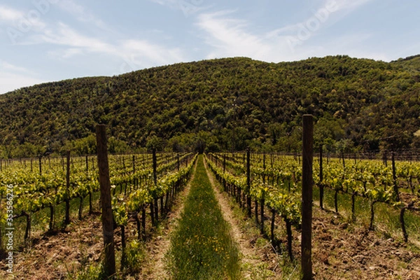Obraz vineyard in tuscany