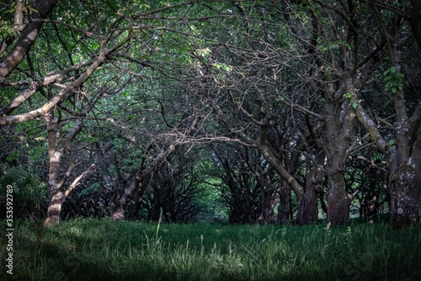 Fototapeta A lonely pathway between trees leading into a dark forest. 