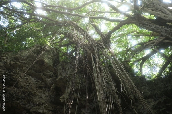 Fototapeta ガンガーラの谷　ガジュマル