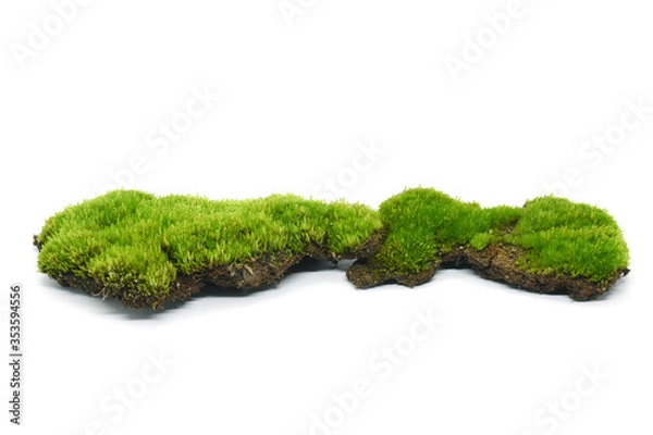 Obraz Moss green on white background.