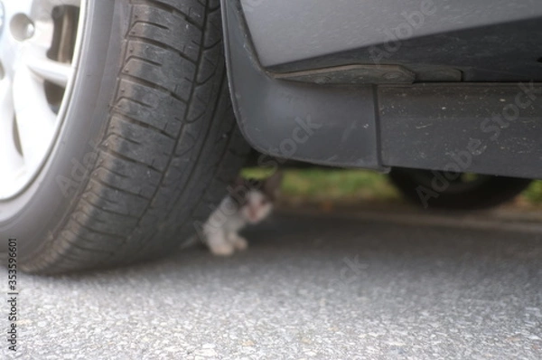 Fototapeta 浜比嘉島　島猫