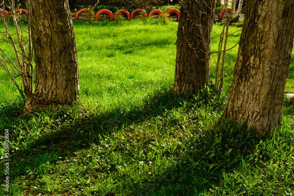Fototapeta tree in the park