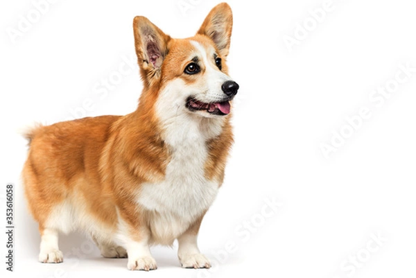 Fototapeta welsh corgi red-haired dog looks sideways