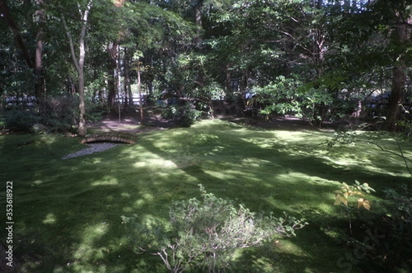 Fototapeta 野宮神社　苔