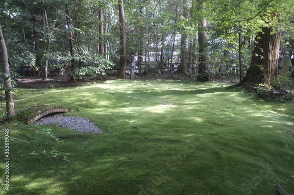 Fototapeta 野宮神社　苔