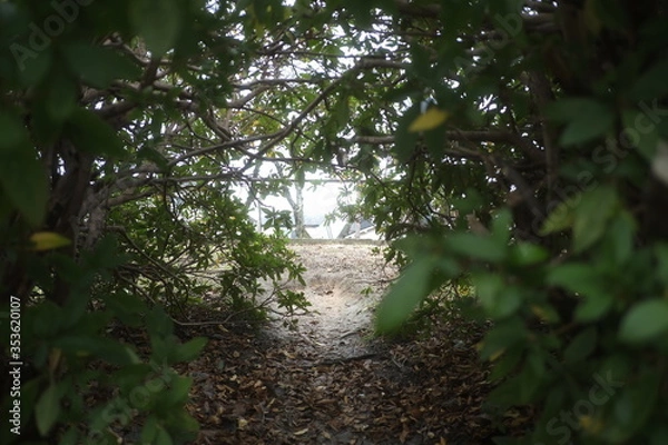 Fototapeta 緑の小道