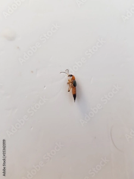 Fototapeta Rove beetles are natural enemy of rice leaf folder 