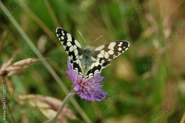 Fototapeta aile geometrie