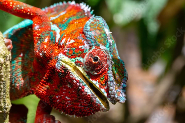 Fototapeta Colorful chameleon on a branch in a national park on the island of Madagascar