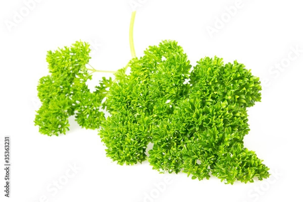 Fototapeta curled leaf parsley