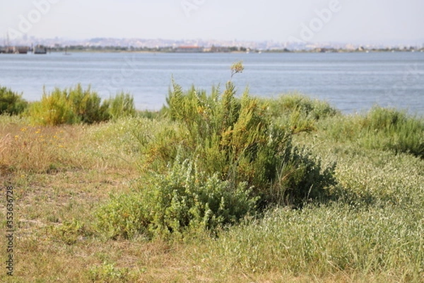 Obraz Baia do Seixal