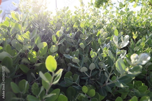 Obraz Baia do Seixal