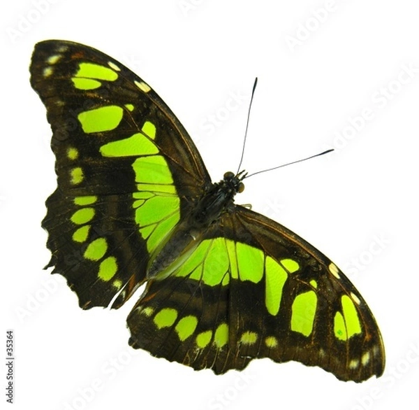 Obraz żółty i czarny