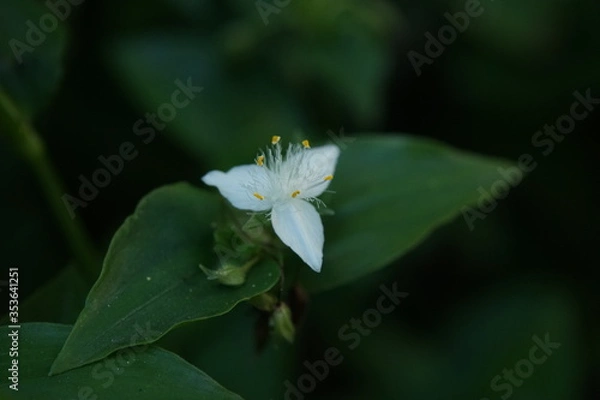Fototapeta トキワツユクサ