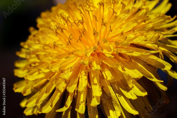 Fototapeta macro close up of yellow dandelion flower