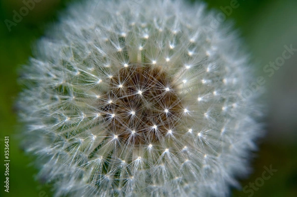Obraz dandelion in bloom, close-up