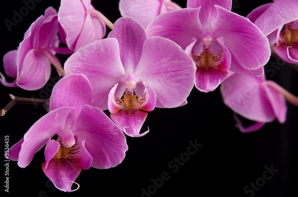 Obraz pink orchid, close-up
