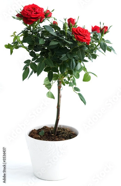 Obraz red rose bush