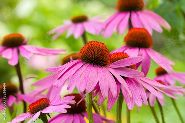 Obraz echinacea flowers