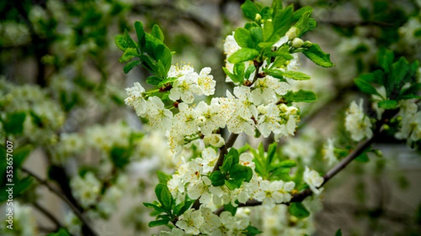 Obraz Apple tree branch with flowers, spring.