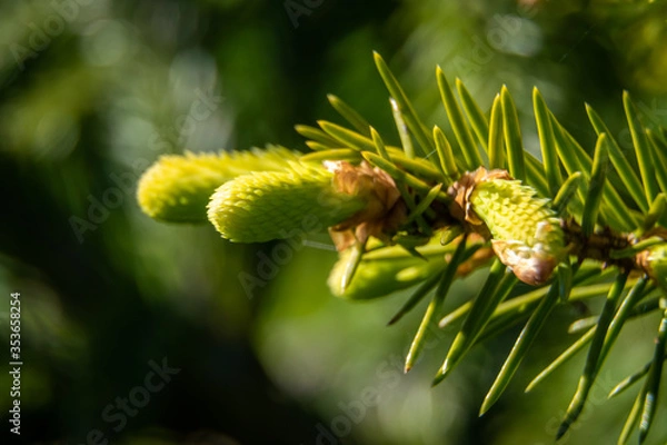 Fototapeta The new spring shoots on the branches of spruce.