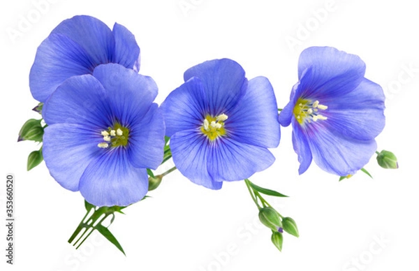 Obraz Flax blue flowers isolated on white background