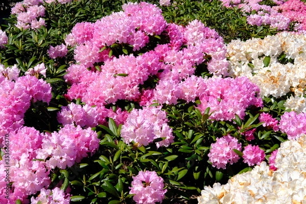 Obraz Pink Rhododendron flowers and bushes