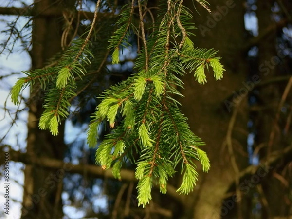 Fototapeta green pine needles