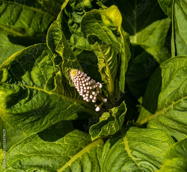 Obraz White flower in green leaves, natural background, volumetric blurred green background.