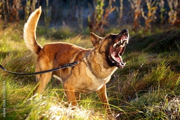 Obraz Malinois Barking