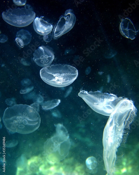 Obraz Jellyfish on the high seas