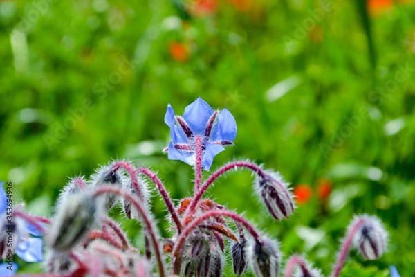 Fototapeta Field flowers in Rome suburbs. 