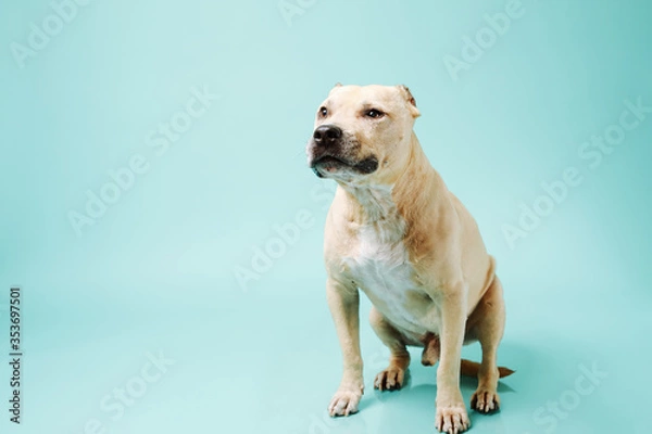 Fototapeta American staffordshire terrier in studio isolated on blue background with copy space.