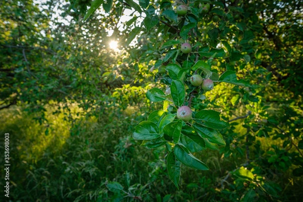 Fototapeta Apples at a tree in back lit of sunlight