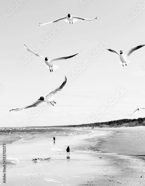 Fototapeta Flock of seagulls flying above the water, with a black crow standing at the background, black and white. Black-headed gulls (Chroicocephalus ridibundus) over Baltic sea.